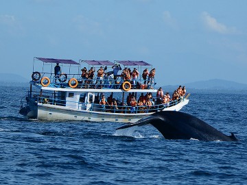 Panoramic Island